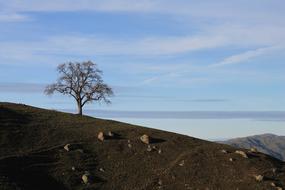 Beautiful landscape with the tree on the green hill, in California, USA