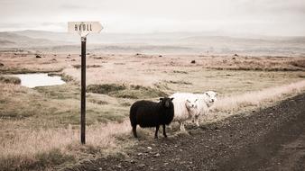 Sheep Animals near road