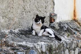 Cute, beautiful, white and black cat, on the rocks, on the street