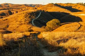 California Hills yellow Landscape