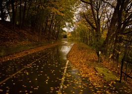 wet road among autumn trees