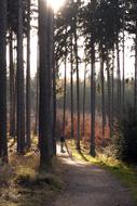 Wood Tree Nature landscape