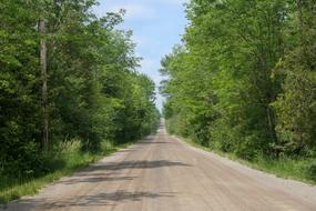 Country Road through the green forest