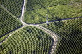 Baranya Grape green plantation