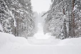 Beautiful landscape of the snowy road, among the trees, in Sweden, in the winter