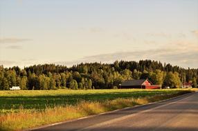 sweden Forest Road Summer