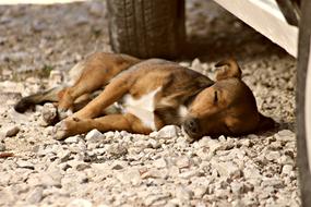 brown dog sleeping under the car