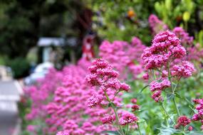 Close-up of the beautiful, blooming, pink flowers on the sideway of the road