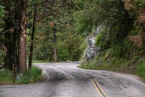 Asphalt road through forest at mountain