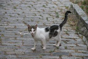 spotted cat on a pavement