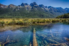 fallen tree trunks under clear water, New Zealan, South Island, milford road