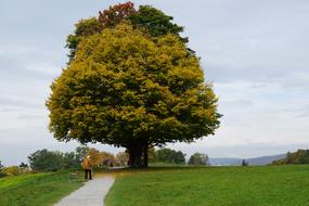 Tree Meadow person