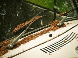 fallen leaves on old Auto Windshield