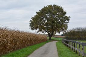 tree near corn field in countryside