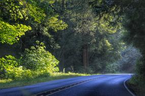 Country Road and forest