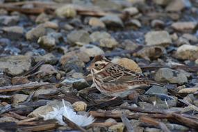 small Stone Bird Wild
