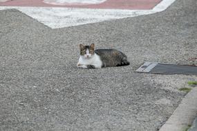 the cat lies on the asphalt road