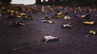 autumn leaves on gray asphalt