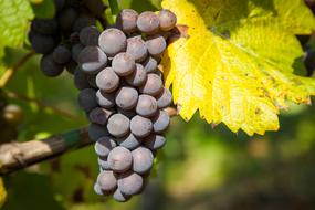 Close-up of the beautiful, purple grapes among the colorful leaves, in sunlight, in the autumn