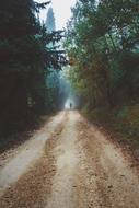 country road among green trees