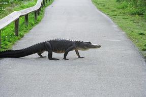 the aligator freely crosses the road