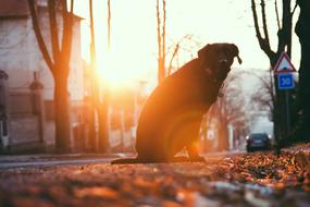 dog outdoors at sunset