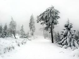 Winter Snowy firs Trees