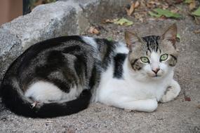 Portrait of homeless Cat Animal