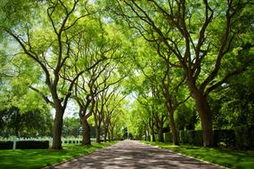 Beautiful landscape of the alley in sunlight and shadows of the green trees, in the park