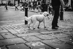 domestic dog on a city street in black and white background