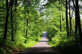 Beautiful landscape of the road in sunlight and shadows, among the beautiful, green beech forest