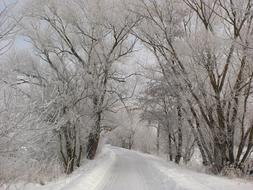 road through Cold Forest