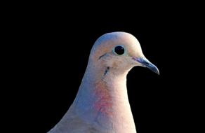 Dove City Pigeon Collared