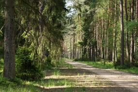 Forest Way The Path Road In