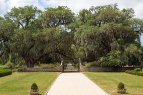 Oak Trees Boone Plantation Lane