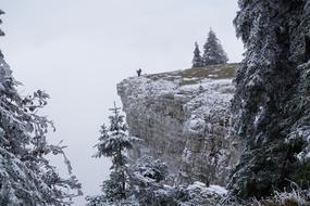 conifers on a rock in the fog