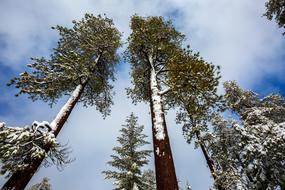 Redwood Tree Winter