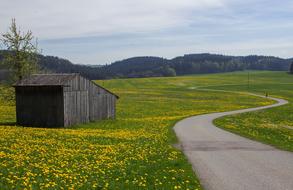 road among the flower meadow