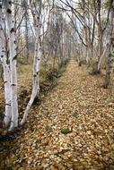 Autumn Forest Road