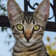 young cat with green eyes on a blurred background