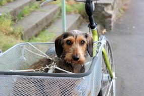 Beautiful, colorful and cute Kaninchen Dachshund dog in the basket of the bicycle, outdoors