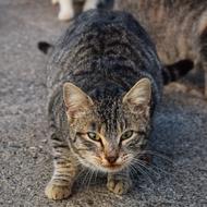 Feral Street Cat