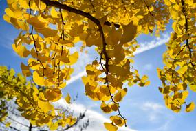 yellow leaf blue sky