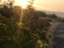 Sunset Country Road Flowers