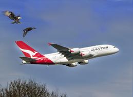 Eagle Duck Qantas flight