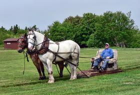 Colorful, cute and beautiful horses pulling guy, among the beautiful, green plants in New Brunswick, Canada