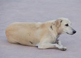 White Dog on Street