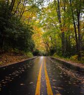 Nature Leaves Trees and road