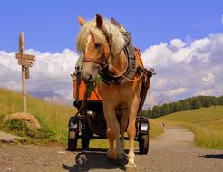 Horse on country Road