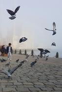 People among the beautiful, flying pigeons above the pavement on the shore, in Ä°stanbul, Turkey